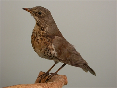 Turdus pilaris - cesena