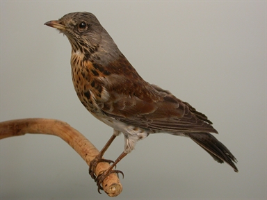 Turdus pilaris - cesena