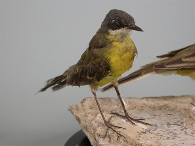 Motacilla flava - cutrettola