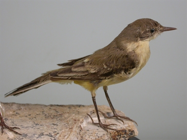 Motacilla flava - cutrettola