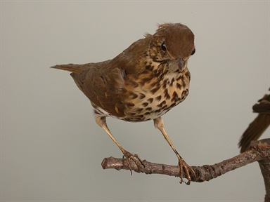 Turdus philomelos - tordo bottaccio