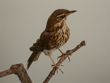Turdus philomelos - tordo bottaccio