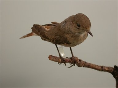 Phoenicurus phoenicurus - codirosso