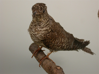 Cuculus canorus - cuculo