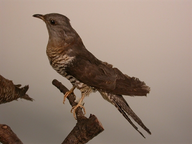 Cuculus canorus - cuculo