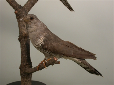 Cuculus canorus - cuculo