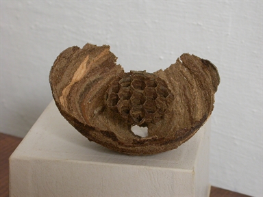 favo piccolo di vespe