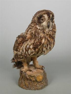 Athene noctua - civetta