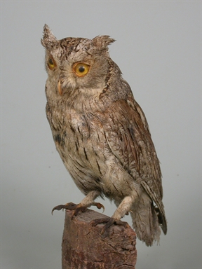 Otus scops - assiolo