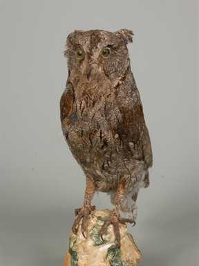 Otus scops - assiolo