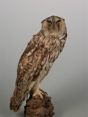 Asio otus - gufo comune