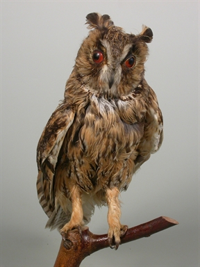 Asio otus - gufo comune