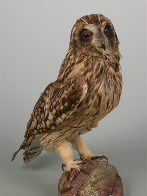 Asio flammeus - gufo di palude