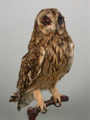 Asio flammeus - gufo di palude