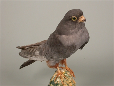 Circus pygargus - albanella minore