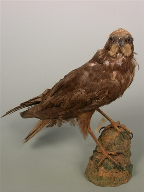 Circus aeruginosus - falco di palude