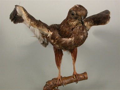 Circus aeruginosus - falco di palude