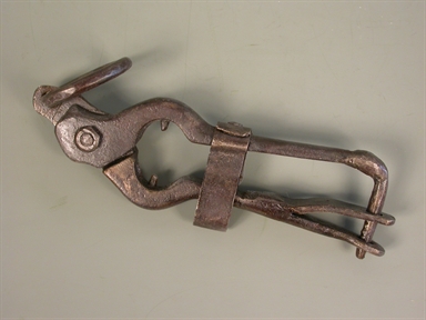 forbici per forare l´orecchio del maiale