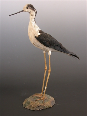 Himantopus himantopus - cavaliere d´italia