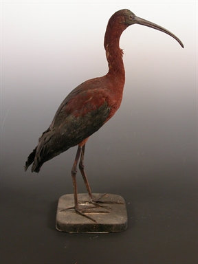 Plegadis falcinellus - mignattaio