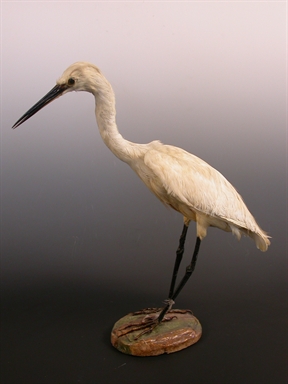 Ardea cinerea - airone cenerino