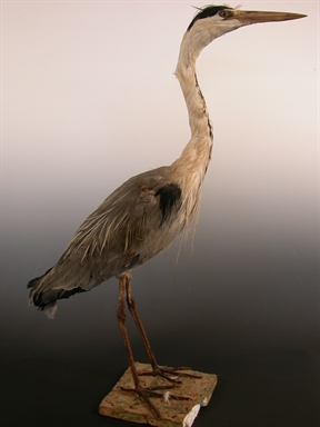 Ardea cinerea - airone cenerino