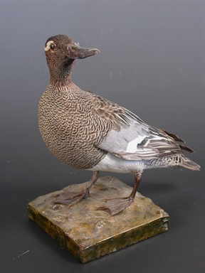 Anas querquedula - marzaiola