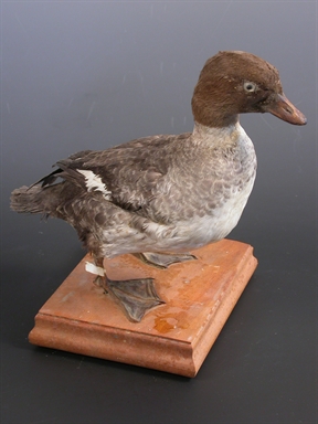 Anas penelope - fischione