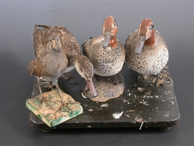 Anas crecca - alzavola