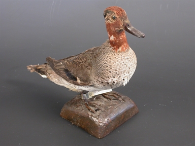 Anas crecca - alzavola