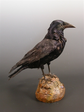 Corvus corone - cornacchia grigia