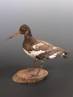 Haematopus ostralegus - beccaccia di mare