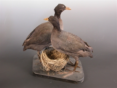 Fulica atra - folaga