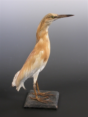 Ardeola ralloides - sgarza con ciuffetto