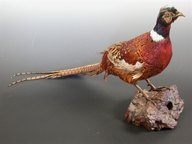 Phasianus colchicus vers. - fagiano versicolore