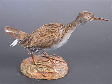 Rallus aquaticus - porciglione