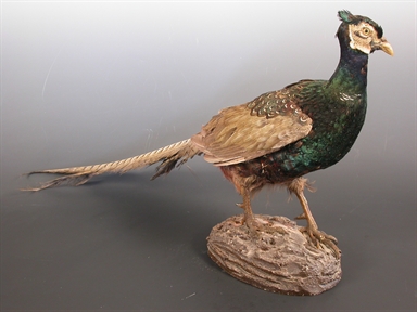 Phasianus colchicus vers. - fagiano versicolore