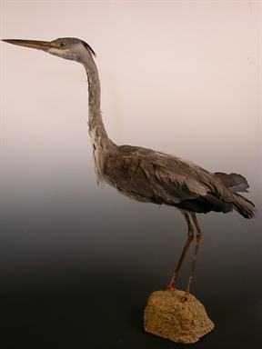 Ardeola ralloides - sgarza con ciuffetto