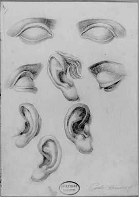 studio di occhi ed orecchie