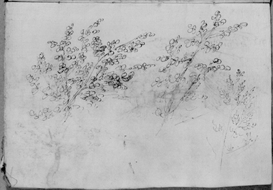 studio di alberi