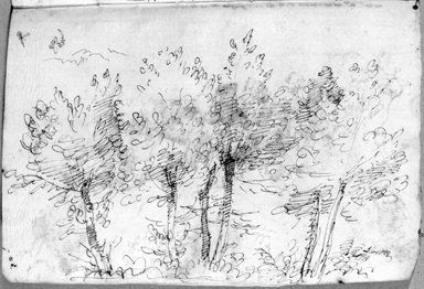 studio di alberi