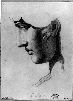 testa di Antinoo di profilo