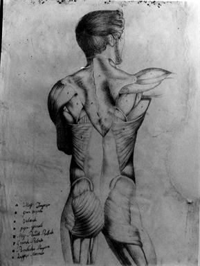 studio anatomico