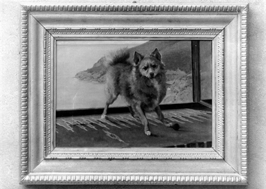 cane nell'isola d'Elba