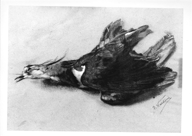 uccello