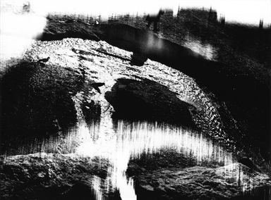 uccelli bevono dal mare