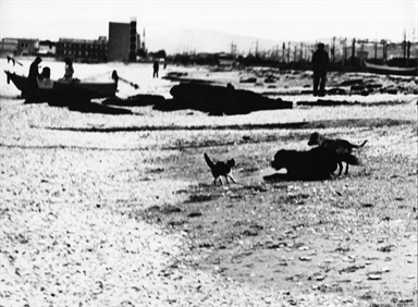 gatti e cani sulla spiaggia