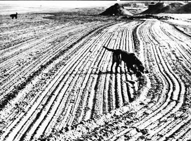 cane tra i segni sulla sabbia