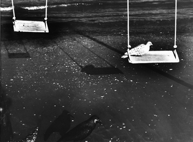 uccello sull'altalena