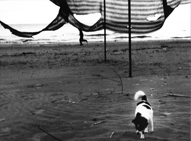 teli al vento dietro al cane sulla spiaggia